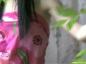 Little Danni Rin 06 01 playing With Plants Video mp4