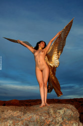wba-dany-golden-wings-image-4