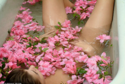 atkpremium-com-renee-pink-azaleas-image-4